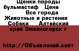 Щенки породы бульмастиф › Цена ­ 25 000 - Все города Животные и растения » Собаки   . Алтайский край,Змеиногорск г.